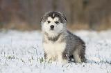 ALASKAN MALAMUTE 233